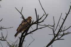 Milan noir - Milvus migrans - Black Kite<br>Tamil Nadu - தமிழ் நாடு 