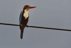 Martin-chasseur de Smyrne - Halcyon smyrnensis - White-throated Kingfisher <br>Tamil Nadu - தமிழ் நாடு 