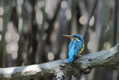 Martin-pêcheur d'Europe - Alcedo atthis - Common Kingfisher<br>Tamil Nadu - தமிழ் நாடு - Pichavaram