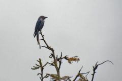 Drongo cendré - Dicrurus leucophaeus - Ashy Drongo<br>Tamil Nadu - தமிழ் நாடு 