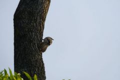 Cratérope gris - Argya malcolmi - Large Grey Babbler<br>Tamil Nadu - தமிழ் நாடு 