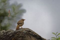 Cratérope gris - Argya malcolmi - Large Grey Babbler<br>Tamil Nadu - தமிழ் நாடு 