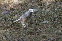 Cratérope affin - Yellow-billed Babbler - Argya affinis<br>Tamil Nadu - தமிழ் நாடு 