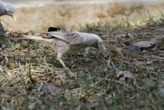 Cratérope affin - Yellow-billed Babbler - Argya affinis<br>Tamil Nadu - தமிழ் நாடு 