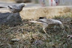 Cratérope affin - Yellow-billed Babbler - Argya affinis<br>Tamil Nadu - தமிழ் நாடு 