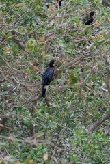 Cormoran pygmée - Microcarbo pygmaeus - Pygmy Cormorant<br>Tamil Nadu - தமிழ் நாடு  - Pichavaram
