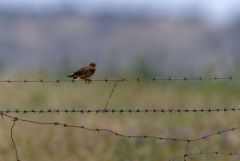 Alouette calandre - Melanocorypha calandra - Calandra Lark<br>Estrémadure