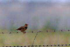 Alouette calandre - Melanocorypha calandra - Calandra Lark<br>Estrémadure