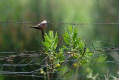 Astrild ondulé - Estrilda astrild - Common Waxbill<br>Estrémadure