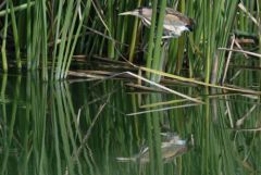 Blongios nain ♀ - Botaurus minutus - Little Bittern<br>Estrémadure