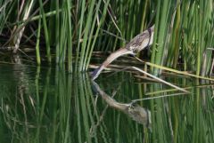 Blongios nain ♀ - Botaurus minutus - Little Bittern<br>Estrémadure
