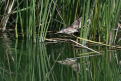 Blongios nain ♀ - Botaurus minutus - Little Bittern<br>Estrémadure