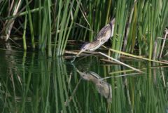 Blongios nain ♀ - Botaurus minutus - Little Bittern<br>Estrémadure