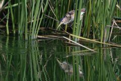 Blongios nain ♀ - Botaurus minutus - Little Bittern<br>Estrémadure
