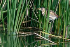 Blongios nain ♀ - Botaurus minutus - Little Bittern<br>Estrémadure