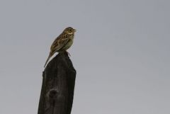 Bruant proyer - Emberiza calandra - Corn Bunting<br>Estrémadure