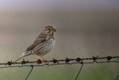 Bruant proyer - Emberiza calandra - Corn Bunting<br>Estrémadure