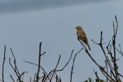 Bruant proyer - Emberiza calandra - Corn Bunting<br>Estrémadure