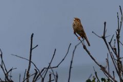 Bruant proyer - Emberiza calandra - Corn Bunting<br>Estrémadure
