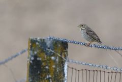 Bruant proyer - Emberiza calandra - Corn Bunting<br>Estrémadure