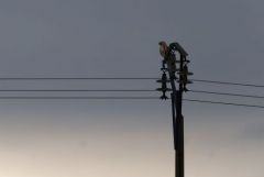 Buse variable - Buteo buteo - Common Buzzard<br>Estrémadure