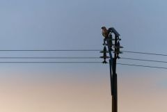 Buse variable - Buteo buteo - Common Buzzard<br>Estrémadure