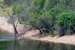 Cerf élaphe (biche) - Cervus elaphus<br>Estrémadure