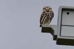 Chevêche d'Athéna - Athene noctua - Little Owl<br>Vendée