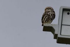 Chevêche d'Athéna - Athene noctua - Little Owl<br>Vendée