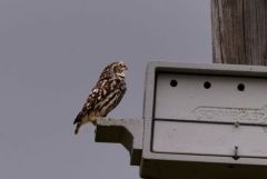 Chevêche d'Athéna - Athene noctua - Little Owl<br>Vendée