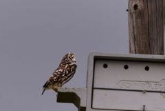 Chevêche d'Athéna - Athene noctua - Little Owl<br>Vendée