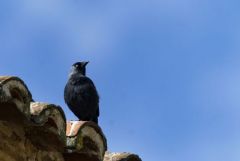Choucas des tours - Coloeus monedula - Western Jackdaw<br>Estrémadure