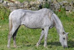 Choucas des tours sur un cheval<br>Estrémadure