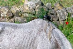 Choucas des tours sur un cheval<br>Estrémadure