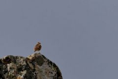 Alouette lulu - Lullula arborea - Woodlark<br>Estrémadure