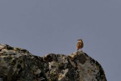 Alouette lulu - Lullula arborea - Woodlark<br>Estrémadure