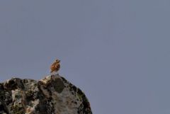 Alouette lulu - Lullula arborea - Woodlark<br>Estrémadure