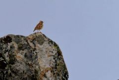 Alouette lulu - Lullula arborea - Woodlark<br>Estrémadure