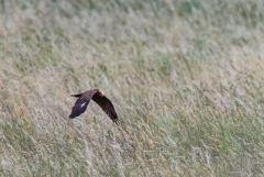 Busard des roseaux ♀ - Circus aeruginosus - Western Marsh Harrier<br>Estrémadure