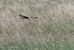Busard des roseaux ♀ - Circus aeruginosus - Western Marsh Harrier<br>Estrémadure