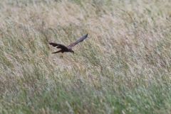 Busard des roseaux ♀ - Circus aeruginosus - Western Marsh Harrier<br>Estrémadure