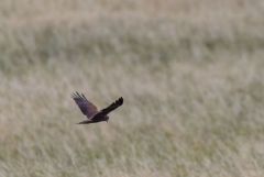 Busard des roseaux ♀ - Circus aeruginosus - Western Marsh Harrier<br>Estrémadure