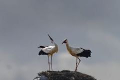 Cigogne blanche - Ciconia ciconia - White Stork<br>Estrémadure