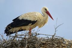 Cigogne blanche - Ciconia ciconia - White Stork<br>Estrémadure