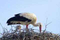 Cigogne blanche - Ciconia ciconia - White Stork<br>Estrémadure