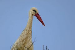 Cigogne blanche et poussins - Ciconia ciconia - White Stork<br>Estrémadure