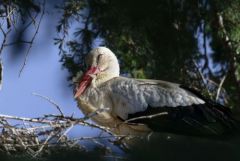 Cigogne blanche - Ciconia ciconia - White Stork<br>Estrémadure