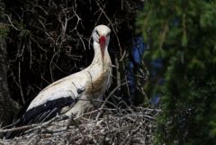 Cigogne blanche - Ciconia ciconia - White Stork<br>Estrémadure
