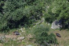 Cigogne noire - Ciconia nigra - Black Stork<br>Estrémadure