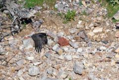 Cigogne noire - Ciconia nigra - Black Stork<br>Estrémadure